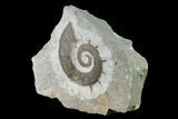 Cretaceous Ammonite (Crioceratites) Fossil - France #153151-2